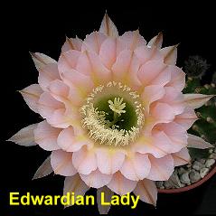 Edwardian Lady.4.1.jpg 